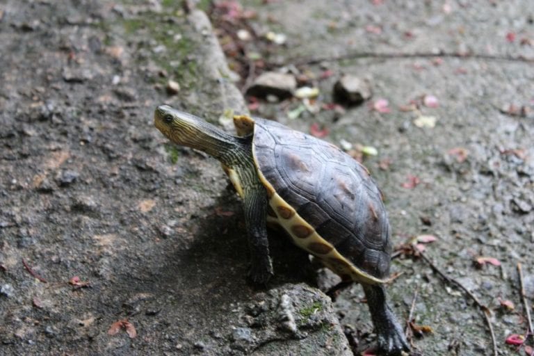 Climbing Turtle