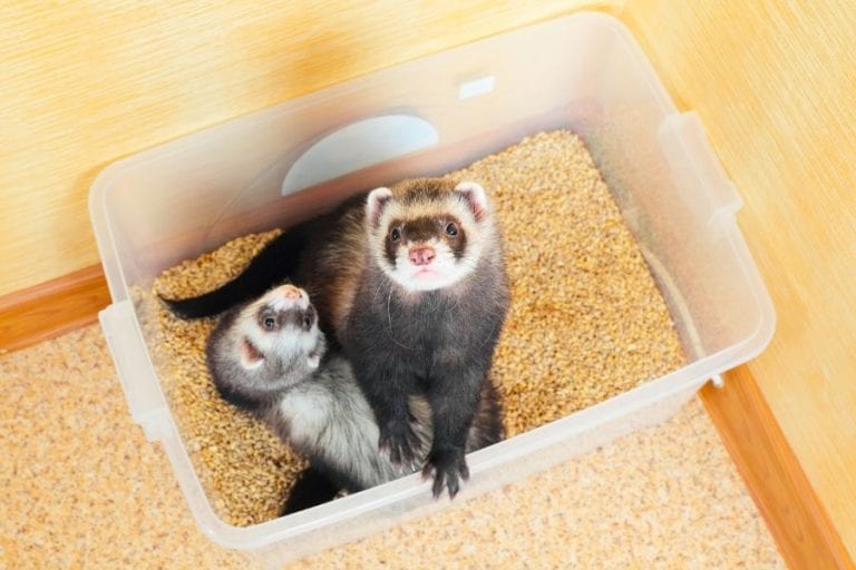Ferrets