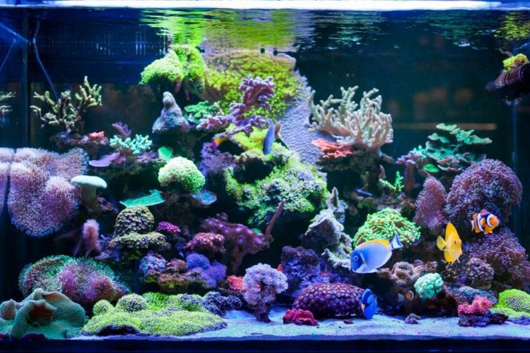Fish in Tank