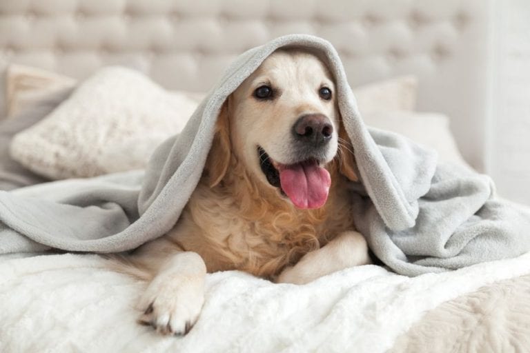 Golden Retriever on Bed