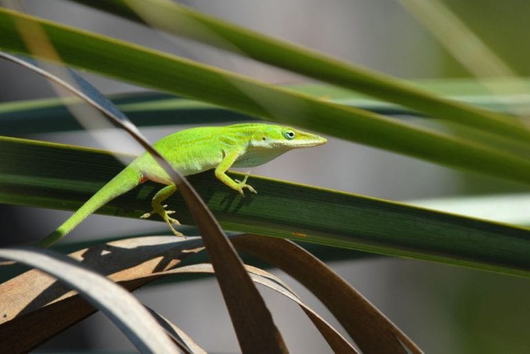Green Anole