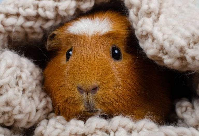 Guinea Pig Hiding