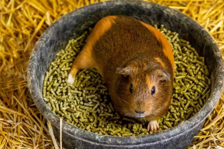Guinea Pig Not Eating