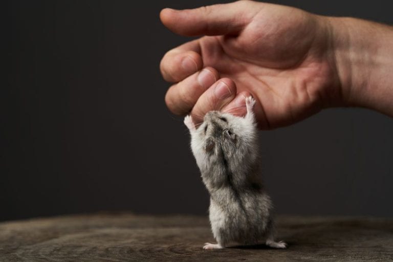 Hamster Biting