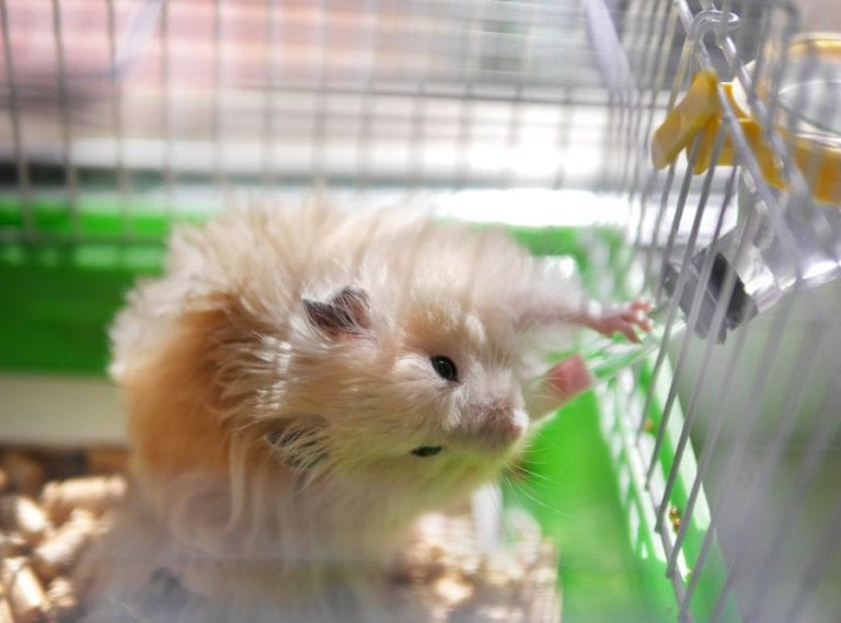 Hamster Drinking Water