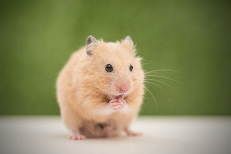 Hamster Eating