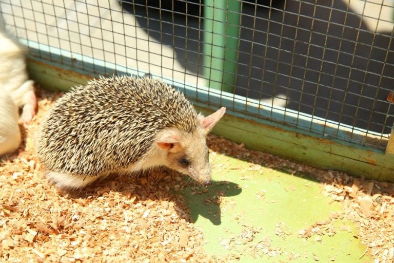 Hedgehog Can't Poop