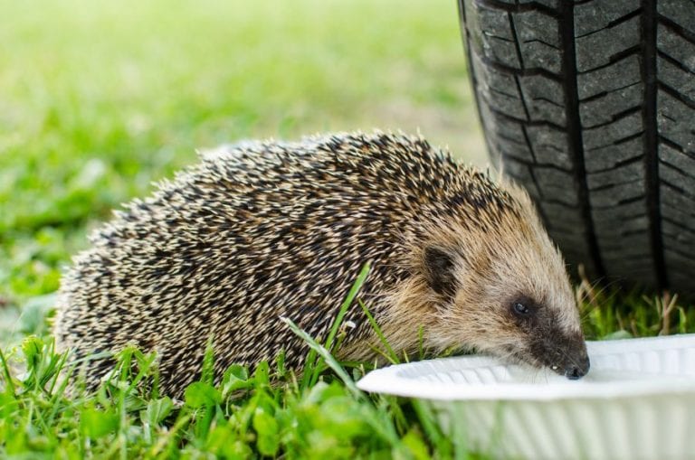 Hedgehog Drinking Water