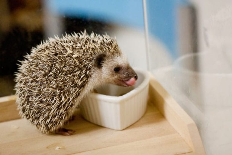 Hedgehog Eating
