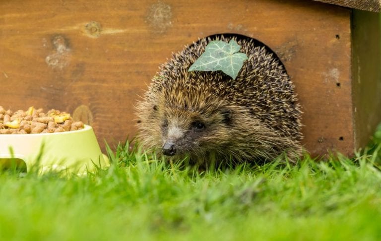 Hedgehog Not Eating