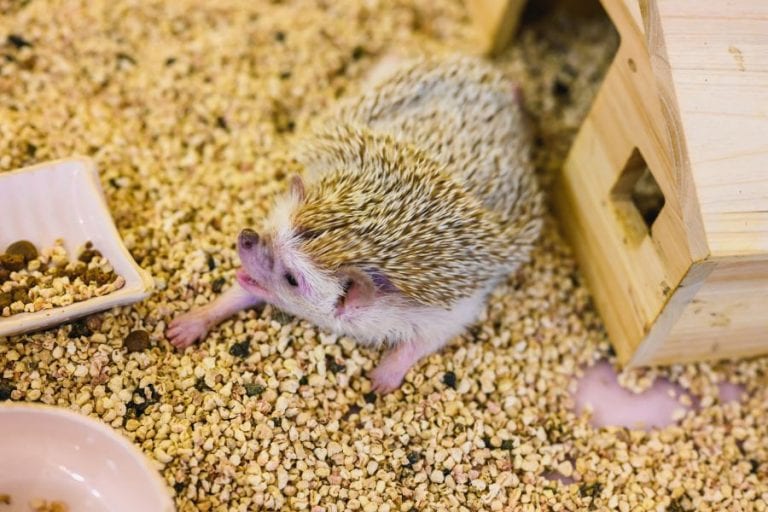 Hedgehog Making Noise
