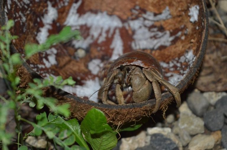 Hermit Crab