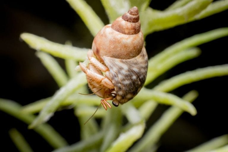 Hermit Crab