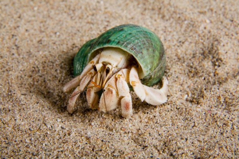 Why Isn’t My Hermit Crab Moving? Fur, Wings, & Scaly Things