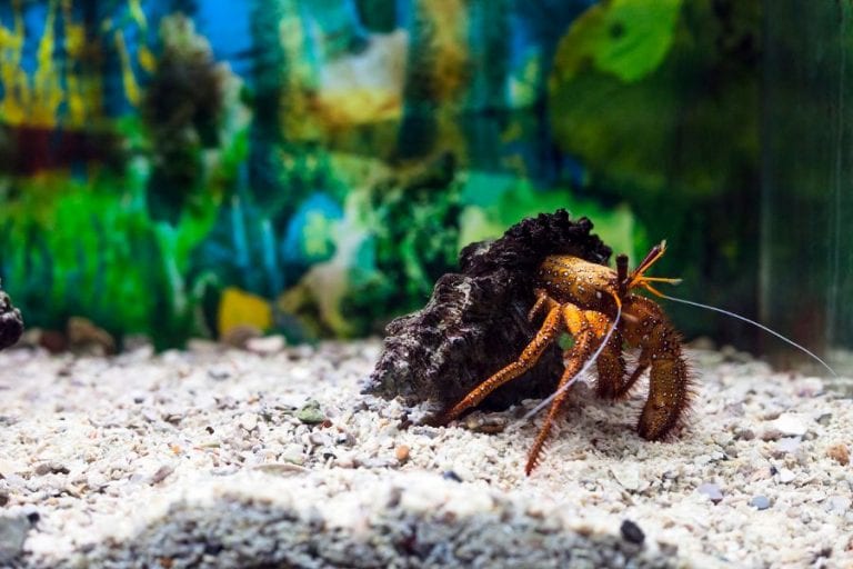 Hermit Crab in Tank