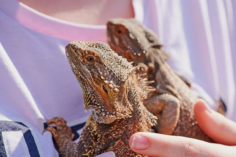 Holding Bearded Dragons