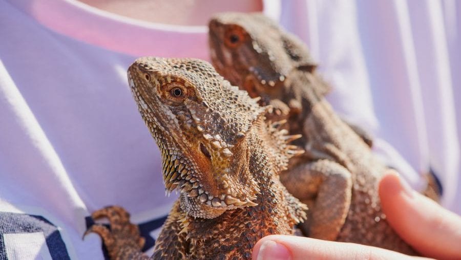 Holding Bearded Dragons