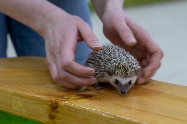 Holding Hedgehog in Hands