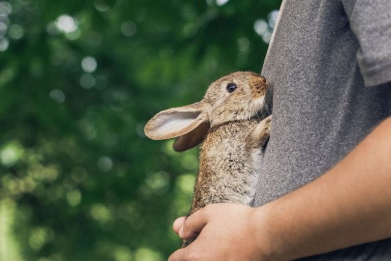 Holding Rabbit