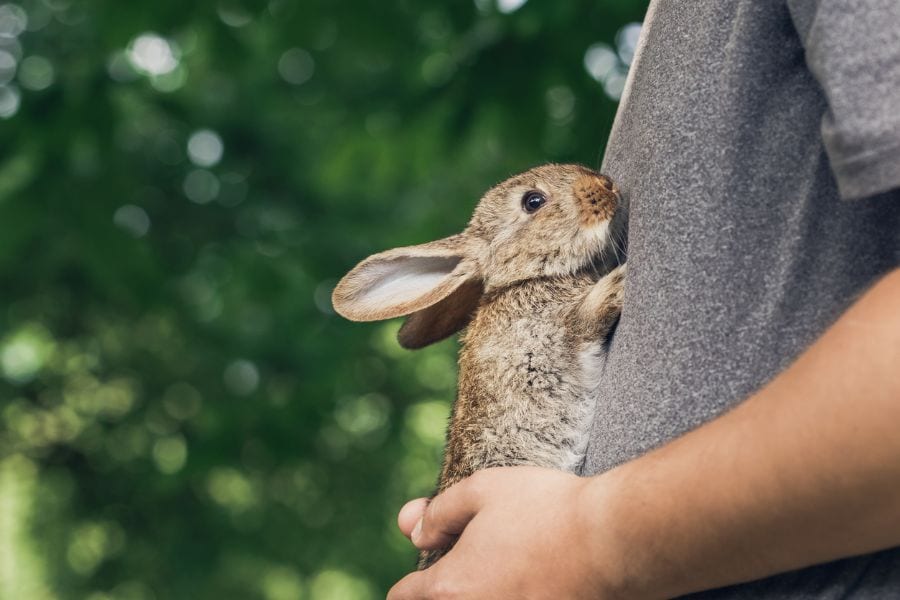 Are Rabbits Ticklish? (How to Tell)