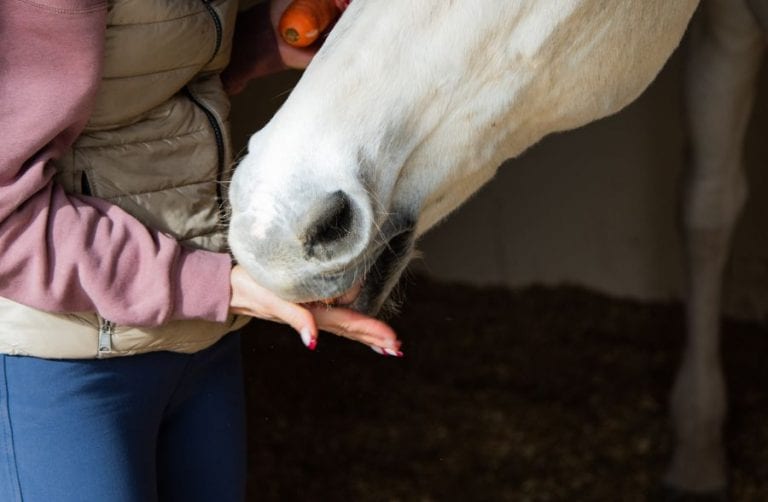 Horse Eating