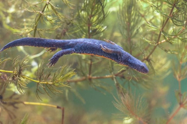 Newt in Water