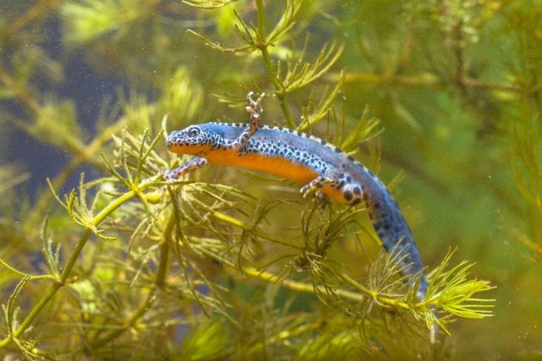 Newt in Water