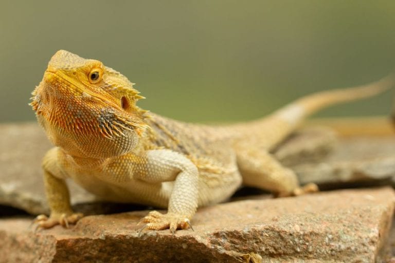 Pale Bearded Dragon
