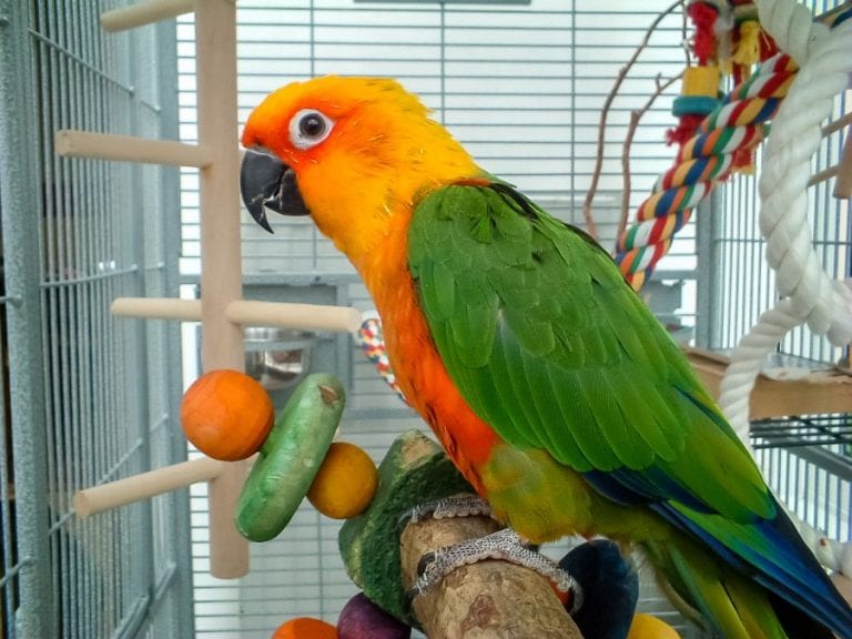 Parrot in Bird Cage