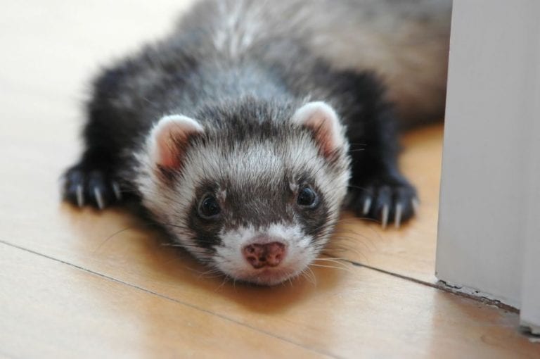Pet Ferret