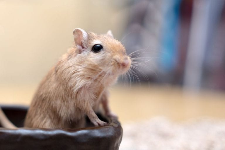 Pet Gerbil