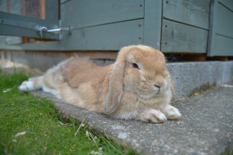 Rabbit Laying Down