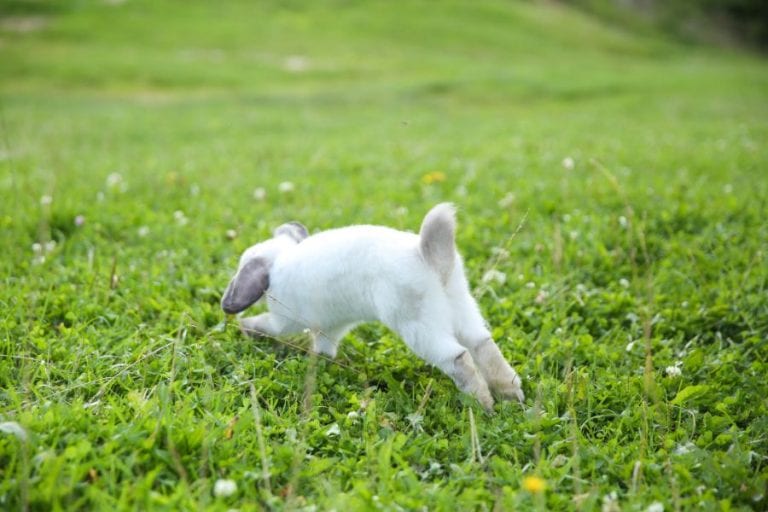 Rabbit Running