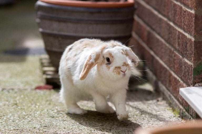 Rabbit Running Around