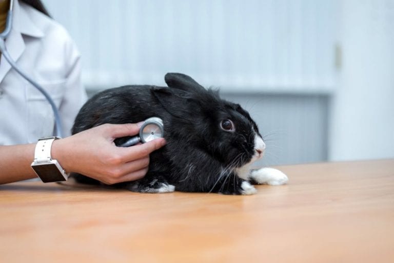 Rabbit at Vet
