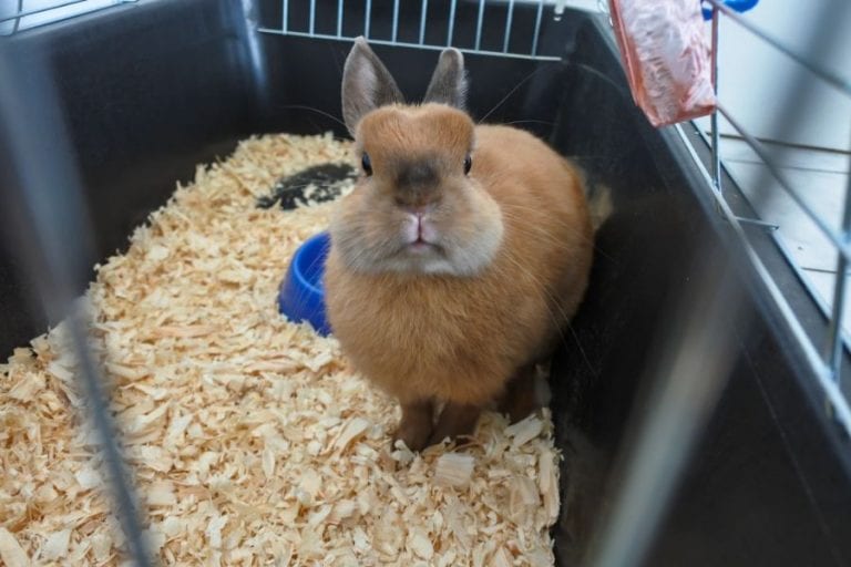 Rabbit in Cage