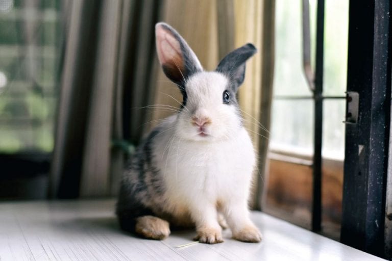 Rabbit in House