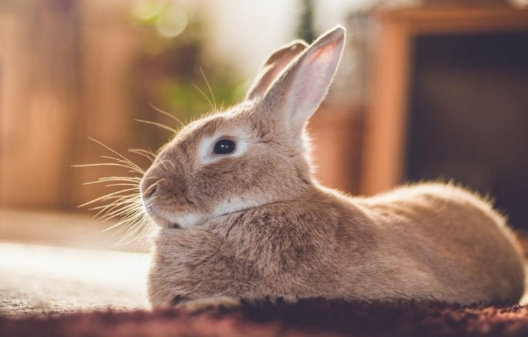 Rabbit on Bed