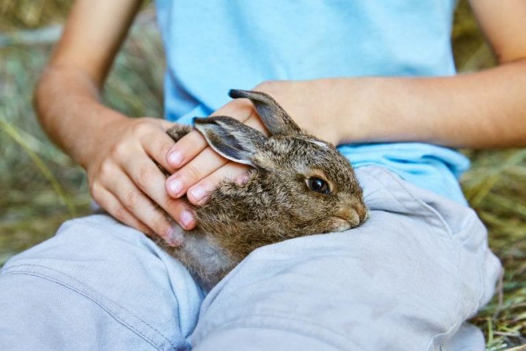 Rabbit on Person