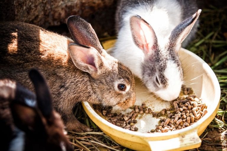 Rabbits Eating
