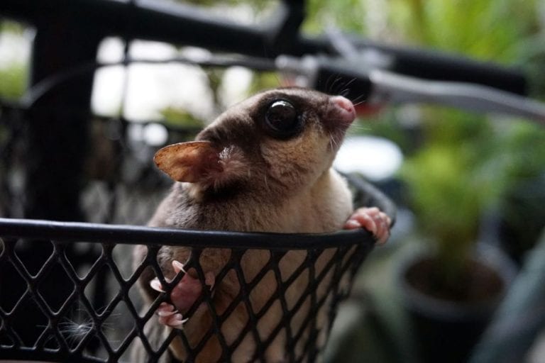Sugar Glider