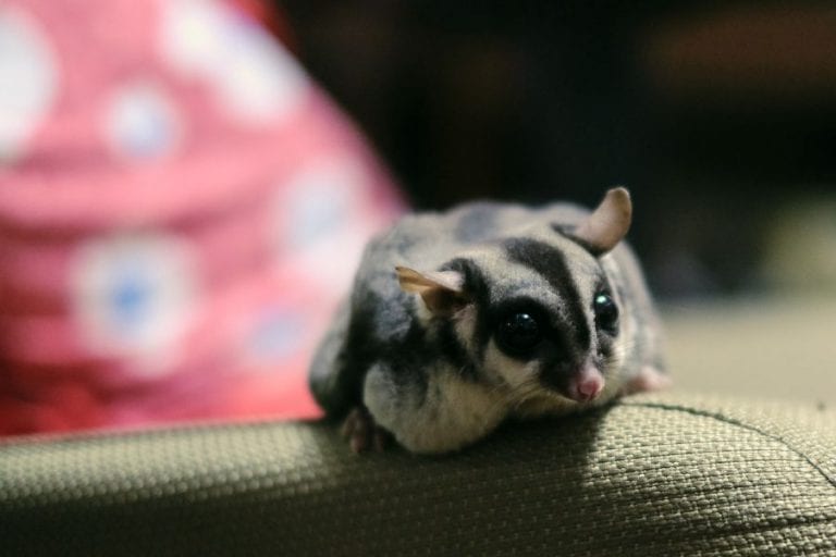 Sugar Glider