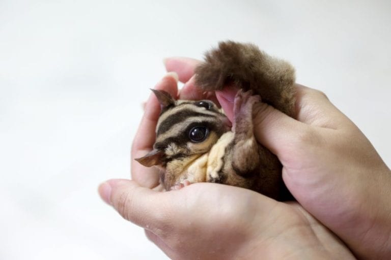 Sugar Glider Being Held