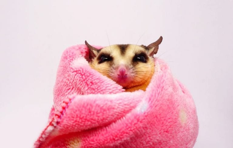 Sugar Glider Wrapped in a Blanket