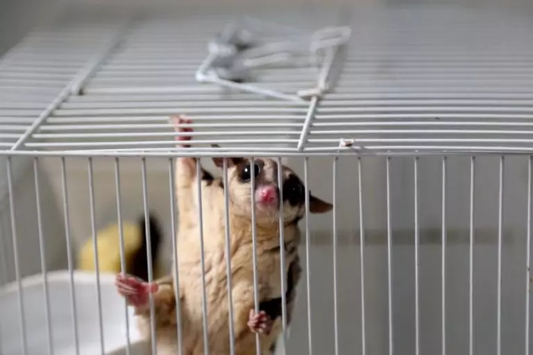 Sugar Glider in Cage