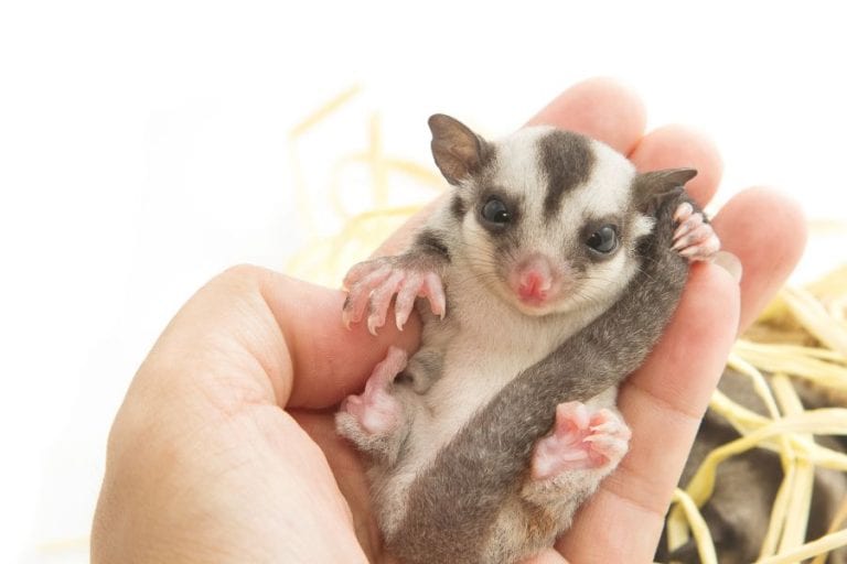 Sugar Glider in Hand
