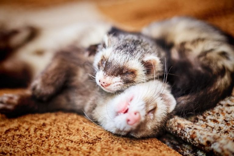 Two Ferrets Sleeping