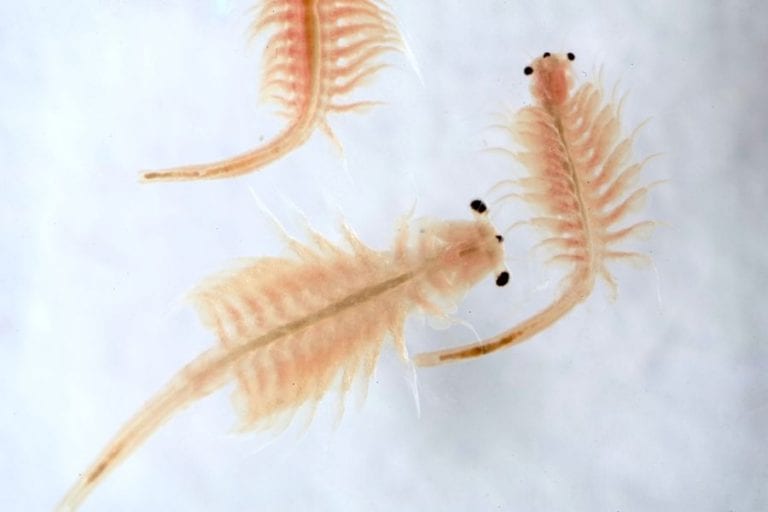 Brine Shrimp (Sea Monkeys) 2