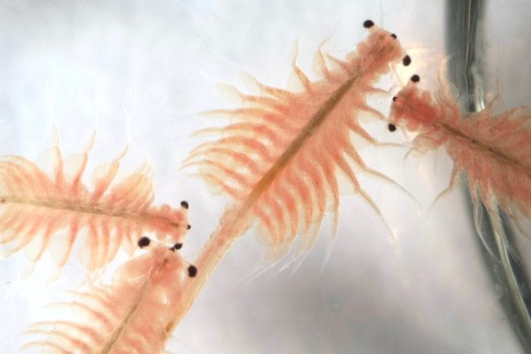 Brine Shrimp (Sea Monkeys)