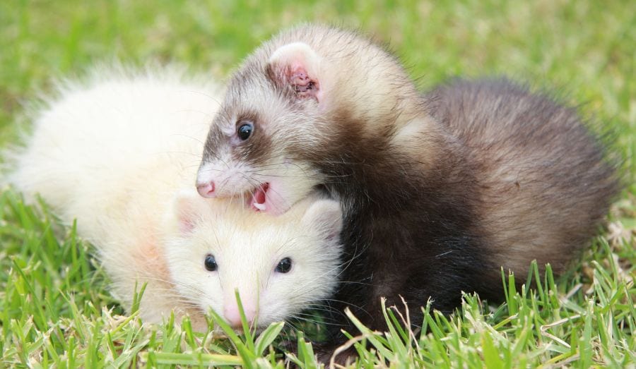 furet brun léchant furet blanc